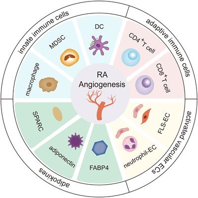 The Notch signaling-regulated angiogenesis in rheumatoid arthritis: pathogenic mechanisms and therapeutic potentials